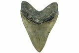 Serrated, Fossil Megalodon Tooth - North Carolina #311703-2